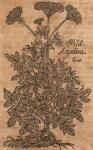 Angelica, Wild Greater.