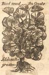Bindweed, Sea Greate, Soldanella greater.