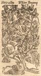 Bryony, White. Vitis alba.