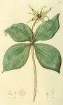 006. Paris Quadrifolia.