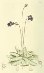 036. Pinguicula vulgaris.