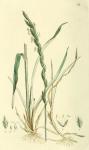 038. Triticum repens.