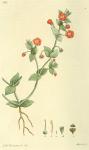 123. Anagallis arvensis.