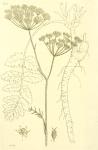 160. Pimpinella saxifraga.