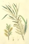 211. Salix viminalis.