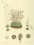 228. Funaria hygrometrica.