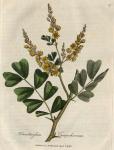 017. Haematoxylum campechianum. C.