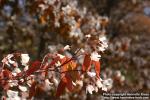 Photo: Amelanchier laevis 1.