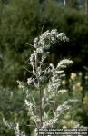 Photo: Artemisia vulgaris 1.