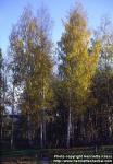Photo: Betula pendula 2.