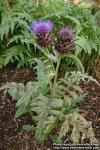 Photo: Cynara scolymus 6.