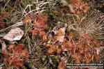 Photo: Drosera rotundifolia 3.
