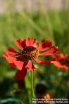 Photo: Helenium autumnale 3.