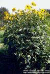 Photo: Helianthus tuberosus.