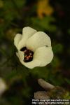 Photo: Hibiscus trionum 5.