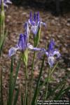 Photo: Iris missouriensis 4.