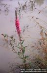 Photo: Lythrum salicaria 4.
