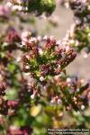 Photo: Origanum vulgare 5. Photo: Origanum vulgare 5.
