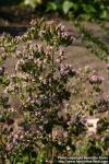 Photo: Origanum vulgare 6. Photo: Origanum vulgare 6.