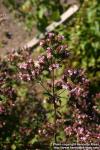 Photo: Origanum vulgare 7. Photo: Origanum vulgare 7.