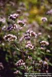 Photo: Origanum vulgare 1. Photo: Origanum vulgare 1.