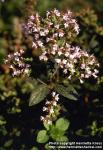 Photo: Origanum vulgare 3. Photo: Origanum vulgare 3.