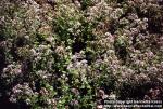 Photo: Origanum vulgare. Photo: Origanum vulgare.