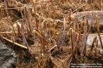 Photo: Phragmites australis 8.