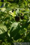 Photo: Physalis philadelphica 4. Photo: Physalis philadelphica 4.