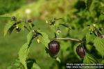 Photo: Physalis philadelphica 5. Photo: Physalis philadelphica 5.