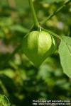 Photo: Physalis philadelphica 6. Photo: Physalis philadelphica 6.