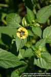 Photo: Physalis philadelphica 7. Photo: Physalis philadelphica 7.