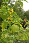 Photo: Physalis philadelphica 8. Photo: Physalis philadelphica 8.