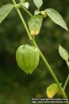 Photo: Physalis philadelphica 9. Photo: Physalis philadelphica 9.
