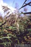 Photo: Phragmites australis 1.