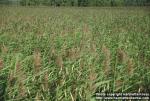 Photo: Phragmites australis 6.