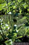 Photo: Physalis philadelphica 1. Photo: Physalis philadelphica 1.