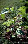 Photo: Physalis philadelphica. Photo: Physalis philadelphica.