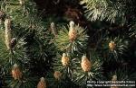 Photo: Pinus sylvestris 7.