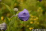 Photo: Platycodon grandiflorus 3. Photo: Platycodon grandiflorus 3.