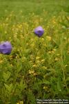 Photo: Platycodon grandiflorus 4. Photo: Platycodon grandiflorus 4.