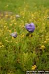Photo: Platycodon grandiflorus 5. Photo: Platycodon grandiflorus 5.