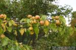 Photo: Pyrus ussuriensis.