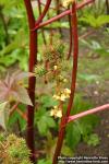 Photo: Ricinus communis 7.