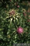 Photo: Silybum marianum 1.