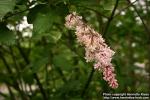 Photo: Syringa x prestoniae 1.