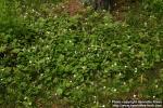 Photo: Trientalis europaea 1. Photo: Trientalis europaea 1.