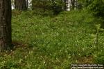 Photo: Trientalis europaea 2. Photo: Trientalis europaea 2.