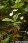 Photo: Trientalis europaea 3. Photo: Trientalis europaea 3.