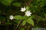 Photo: Trientalis europaea 4. Photo: Trientalis europaea 4.